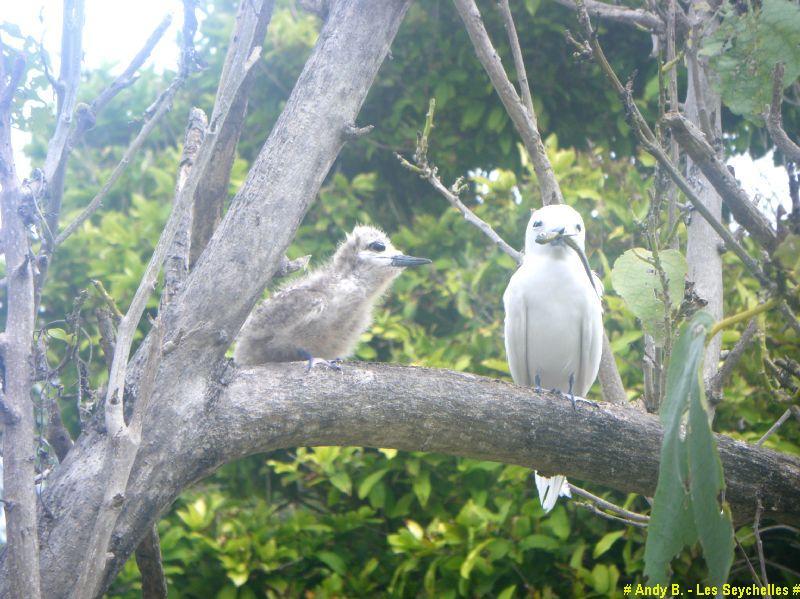 En route vers Bird Island - hotel - ile - nature (36).JPG